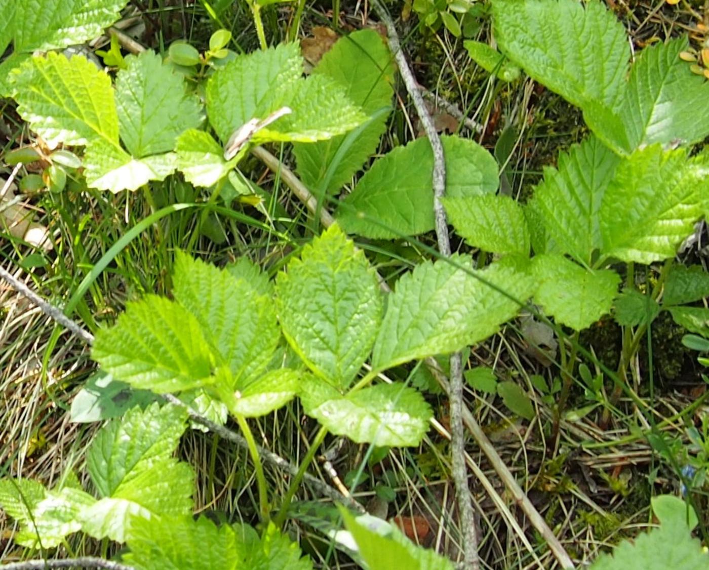 Bramble, Rock leaf